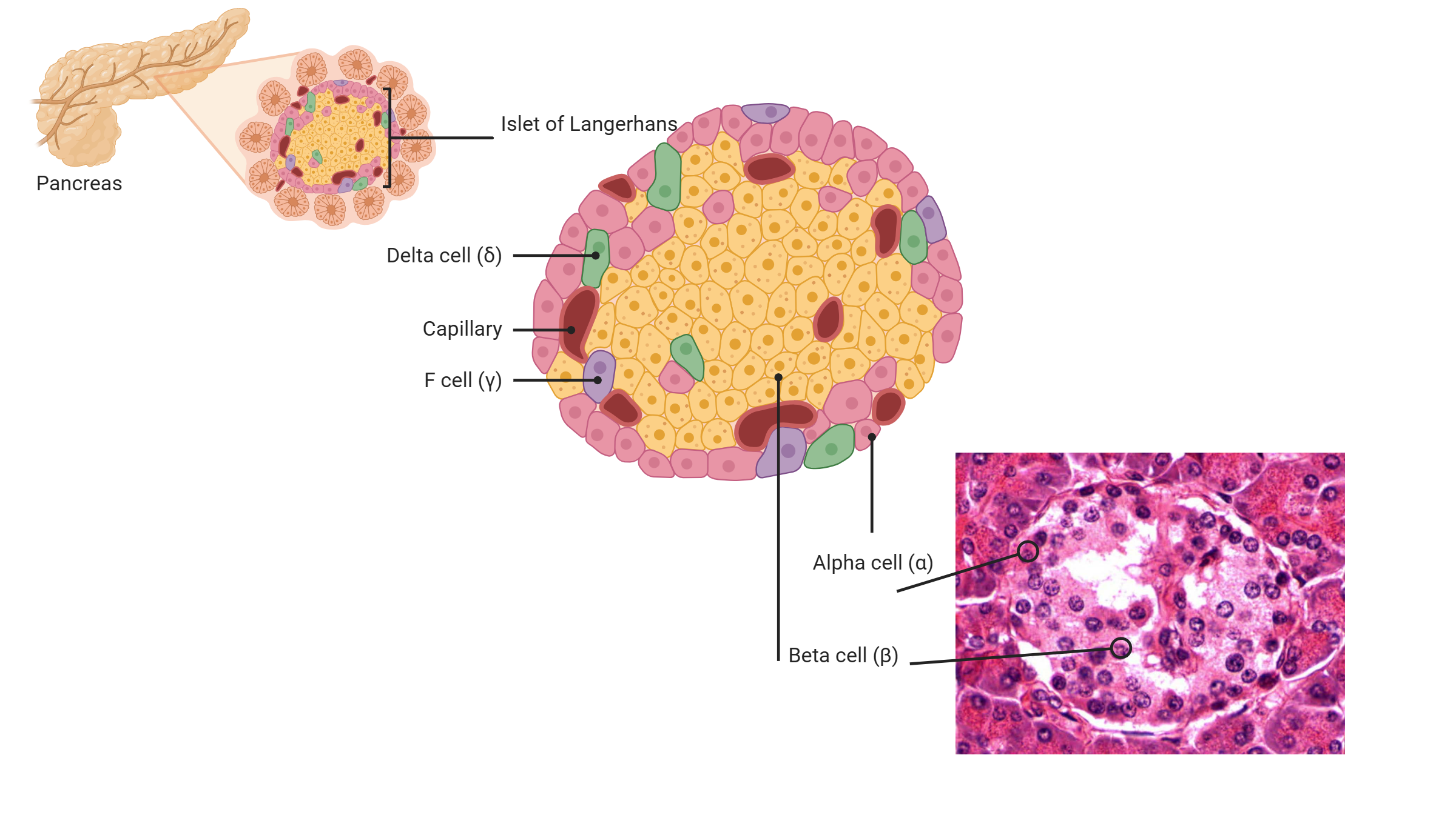 Pancrease And Its Cell Most Things Biology