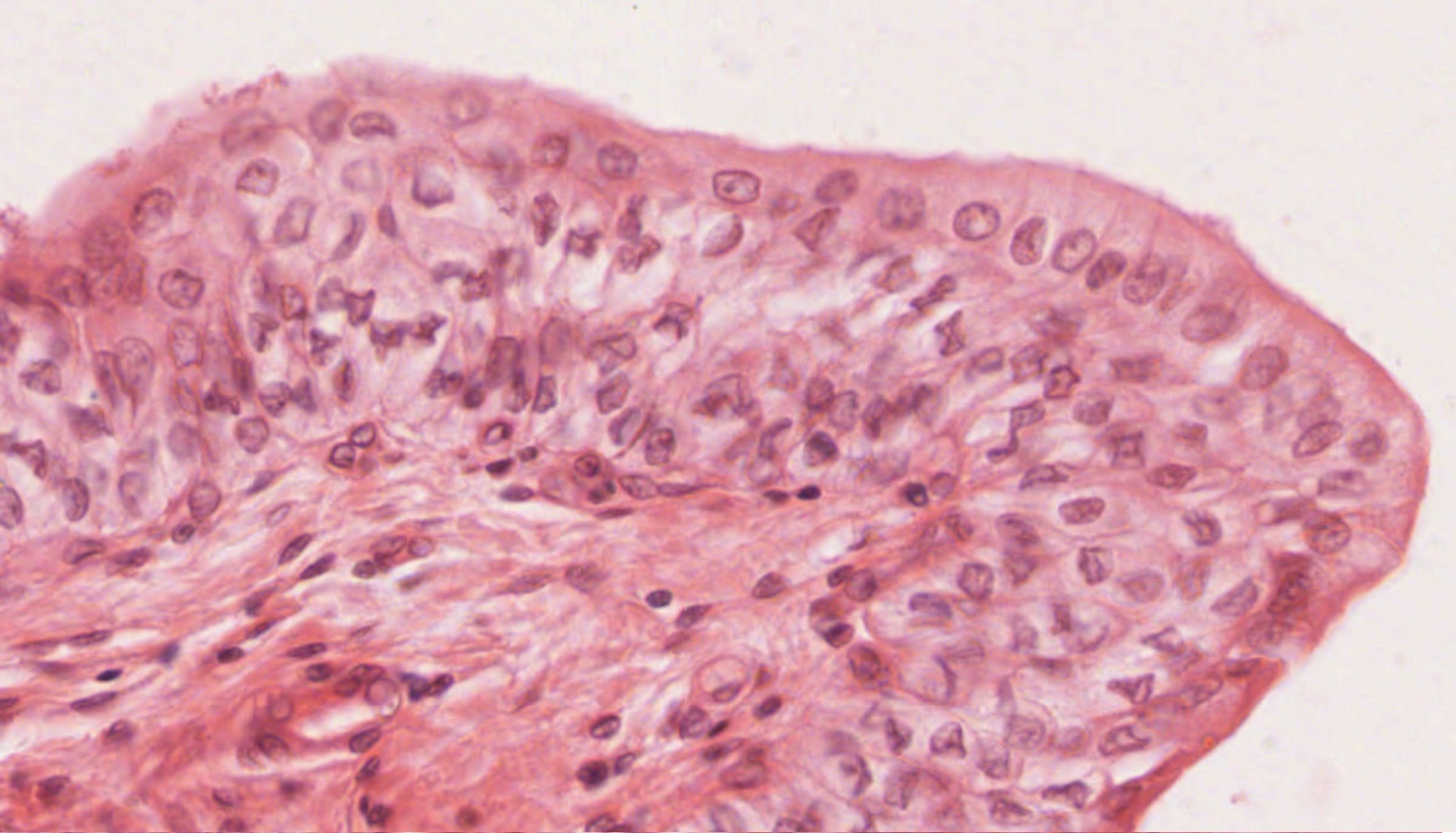 Transitional Shape Most Things Biology
