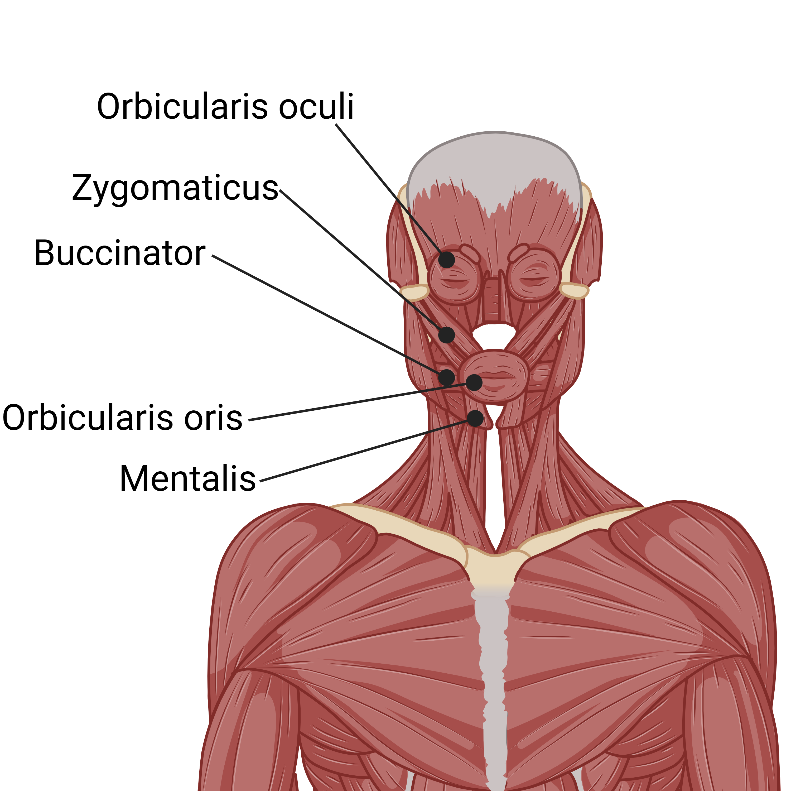The buccinator muscle, essential for inflating cheeks and playing the ...