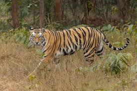 Bengal Tiger Panthera tigris tigris