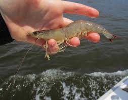 Brown Shrimp Farfantepenaeus aztecus