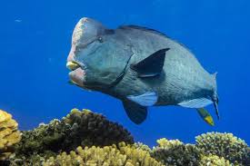 Bumphead Parrotfish Bolbometopon muricatum
