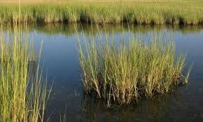 Smooth Cordgrass Spartina alterniflora
