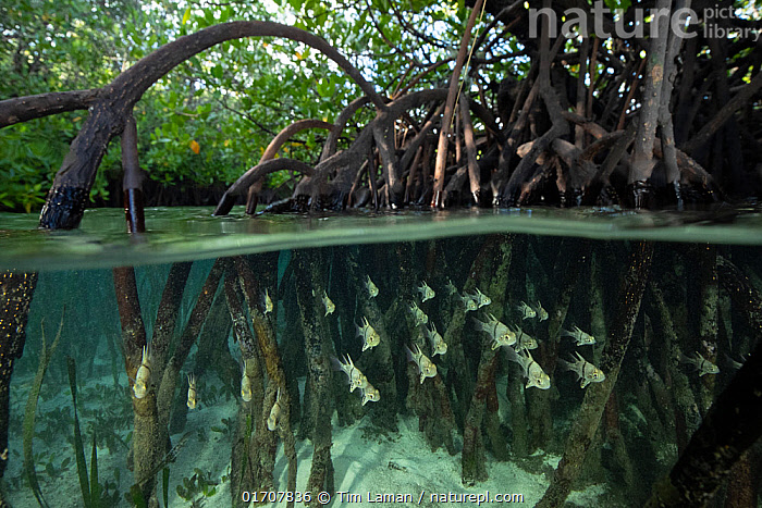 Mang Fish Most Things Biology