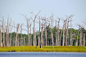 Dead cypress trees standing in open water in coastal Louisiana
