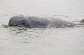 Irrawaddy Dolphin Orcaella brevirostris
