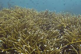 Staghorn Coral Acropora cervicornis
