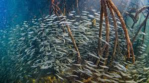 Mangrove prop roots in water