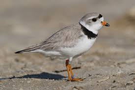 Piping Plover Charadrius melodus