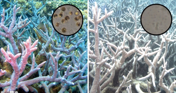 Coral bleaching event showing white bleached reef