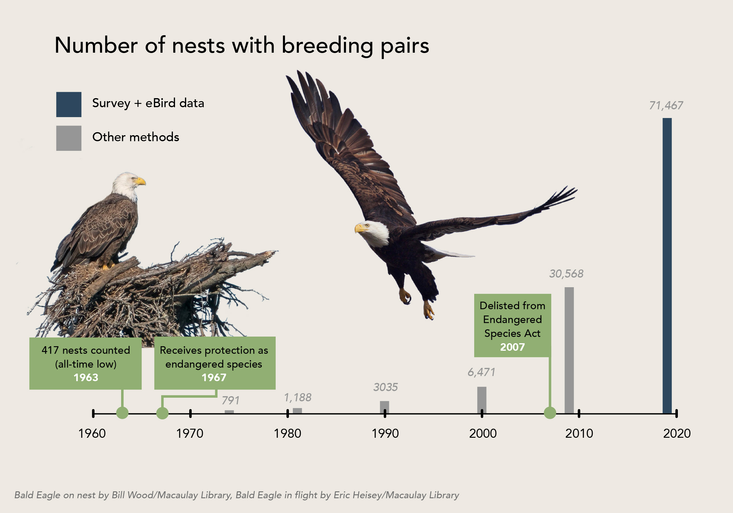Timeline showing bald eagle population decline due to DDT contamination and recovery following the 1972 ban