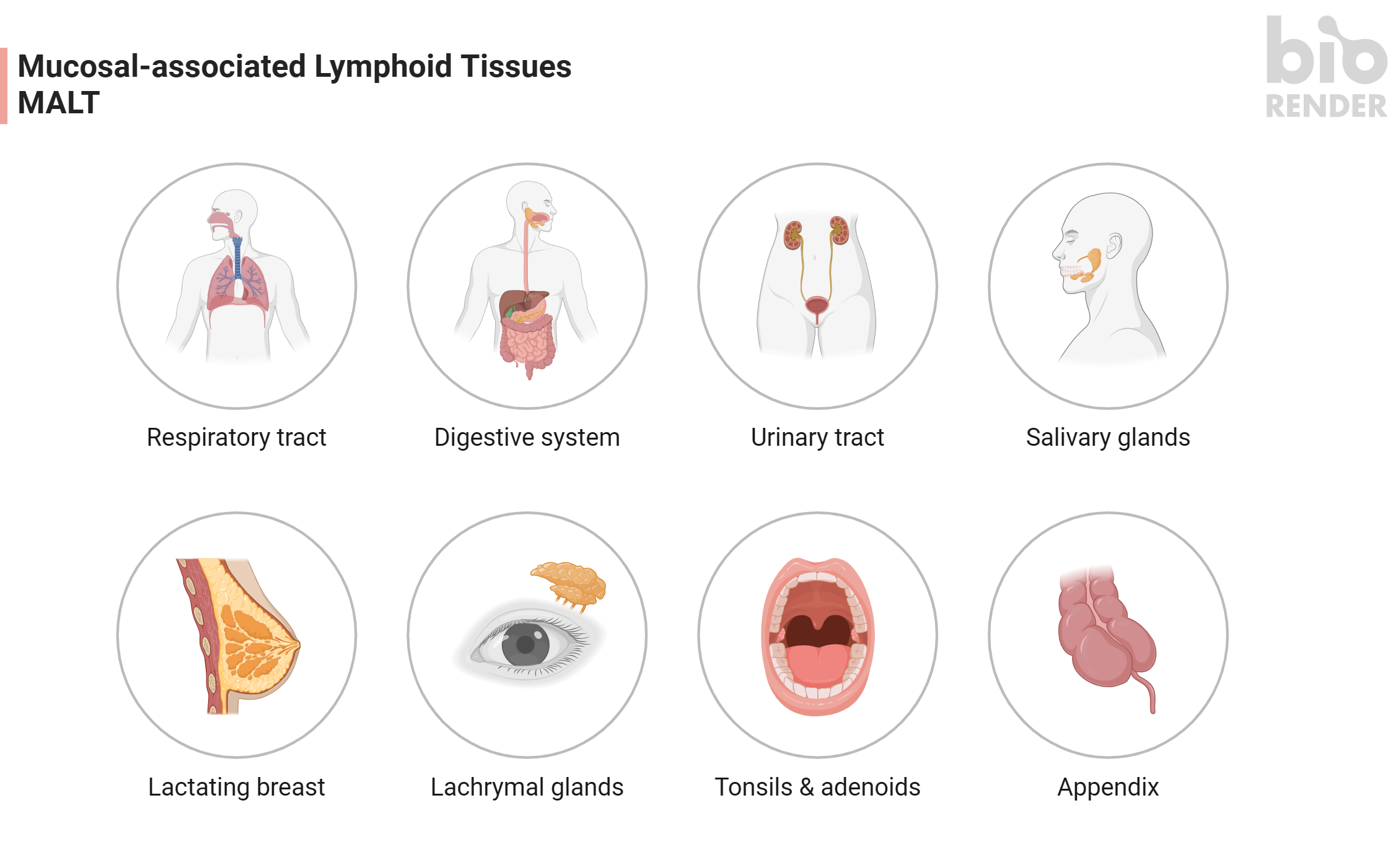 MALT in the lamina propria — diffuse lymphoid tissue throughout the gut wall.
