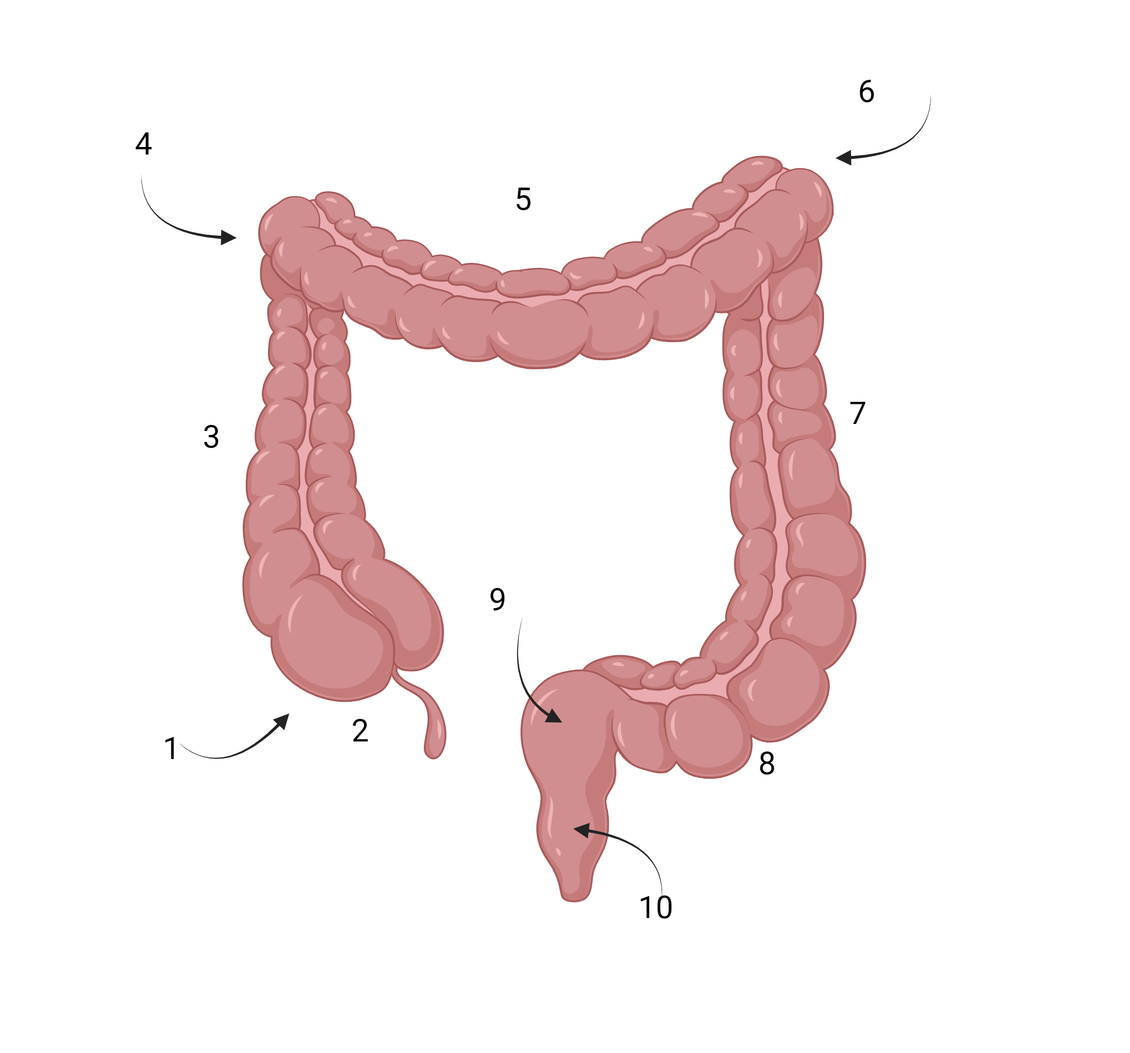 Large intestine click-to-reveal reference image.