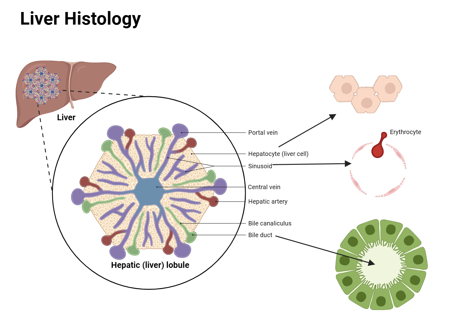 Liver histology view 1.