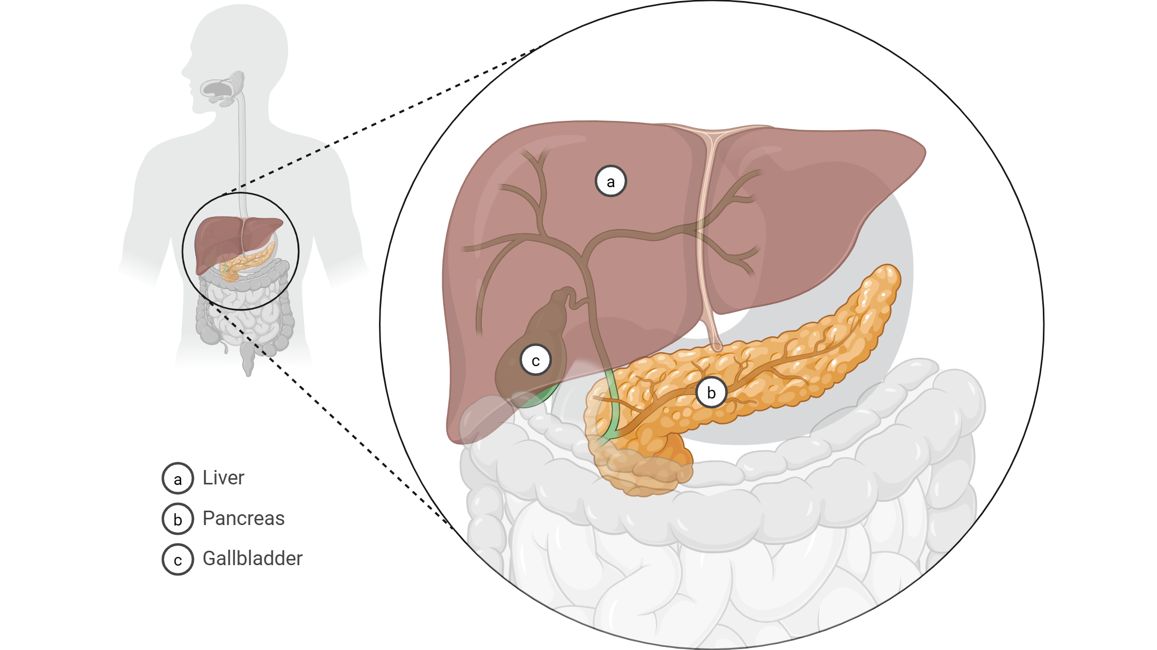 Overall anatomy of pancreas, liver, gallbladder, and their ducts emptying into the duodenum.