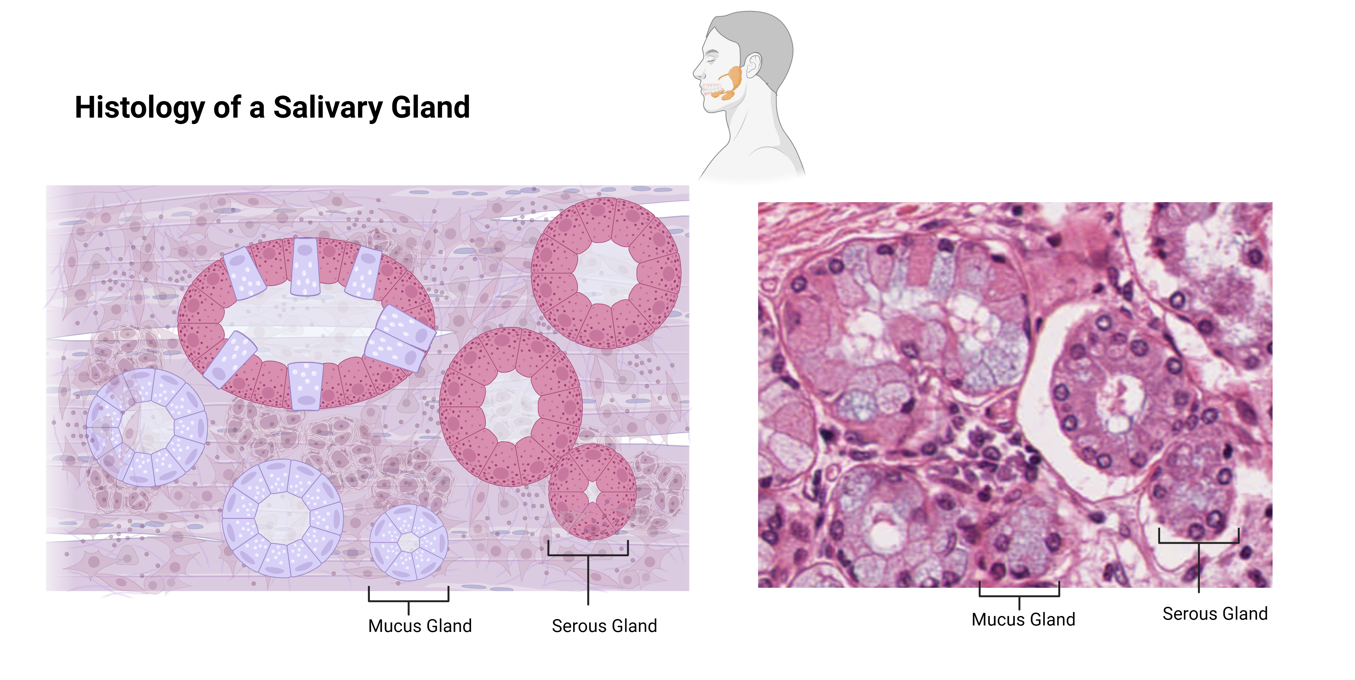 Salivary gland histology — mixed serous and mucous acini.