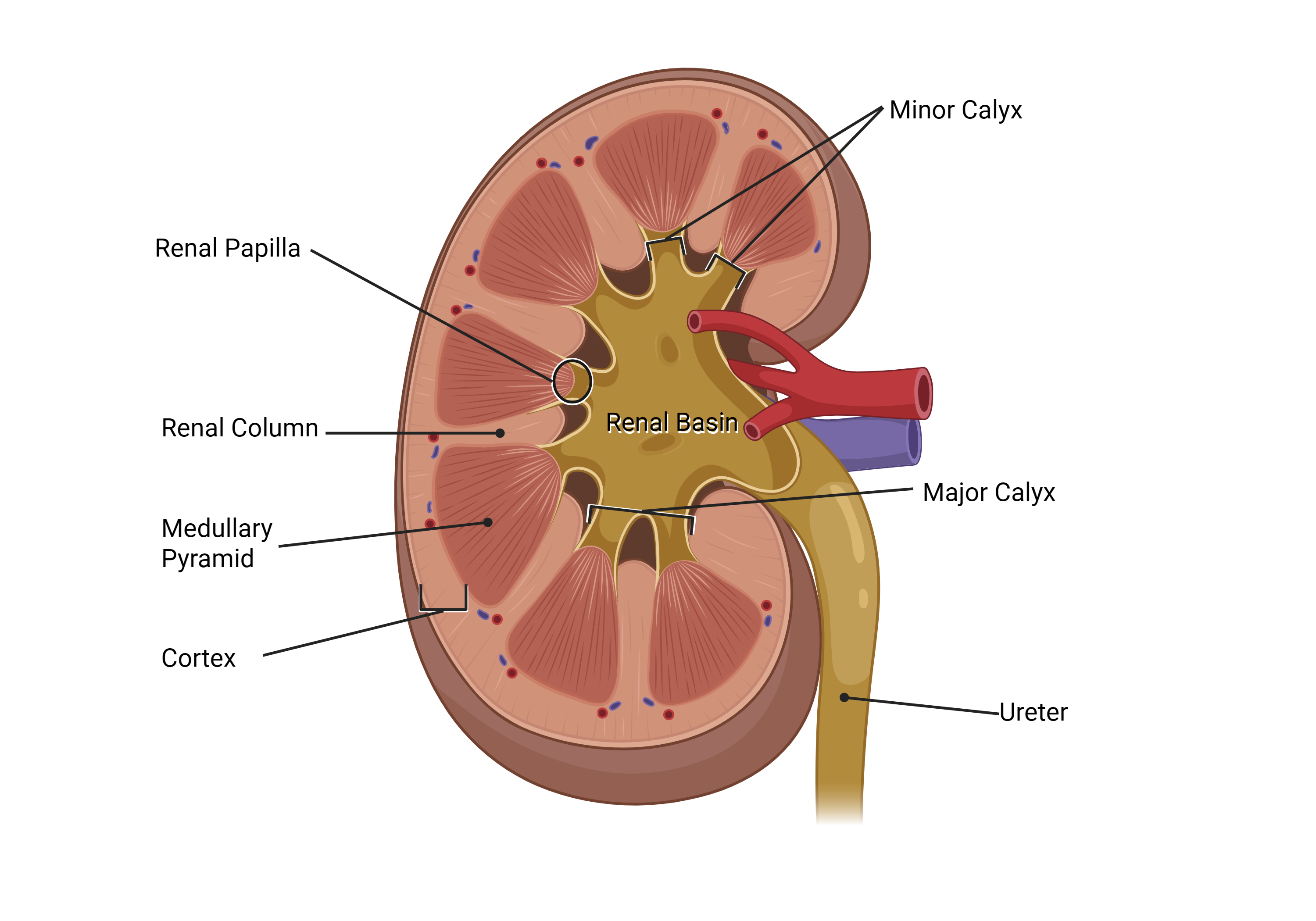 Coronal section of the kidney with labeled cortex, medulla, papilla, calyces, renal pelvis, and ureter.