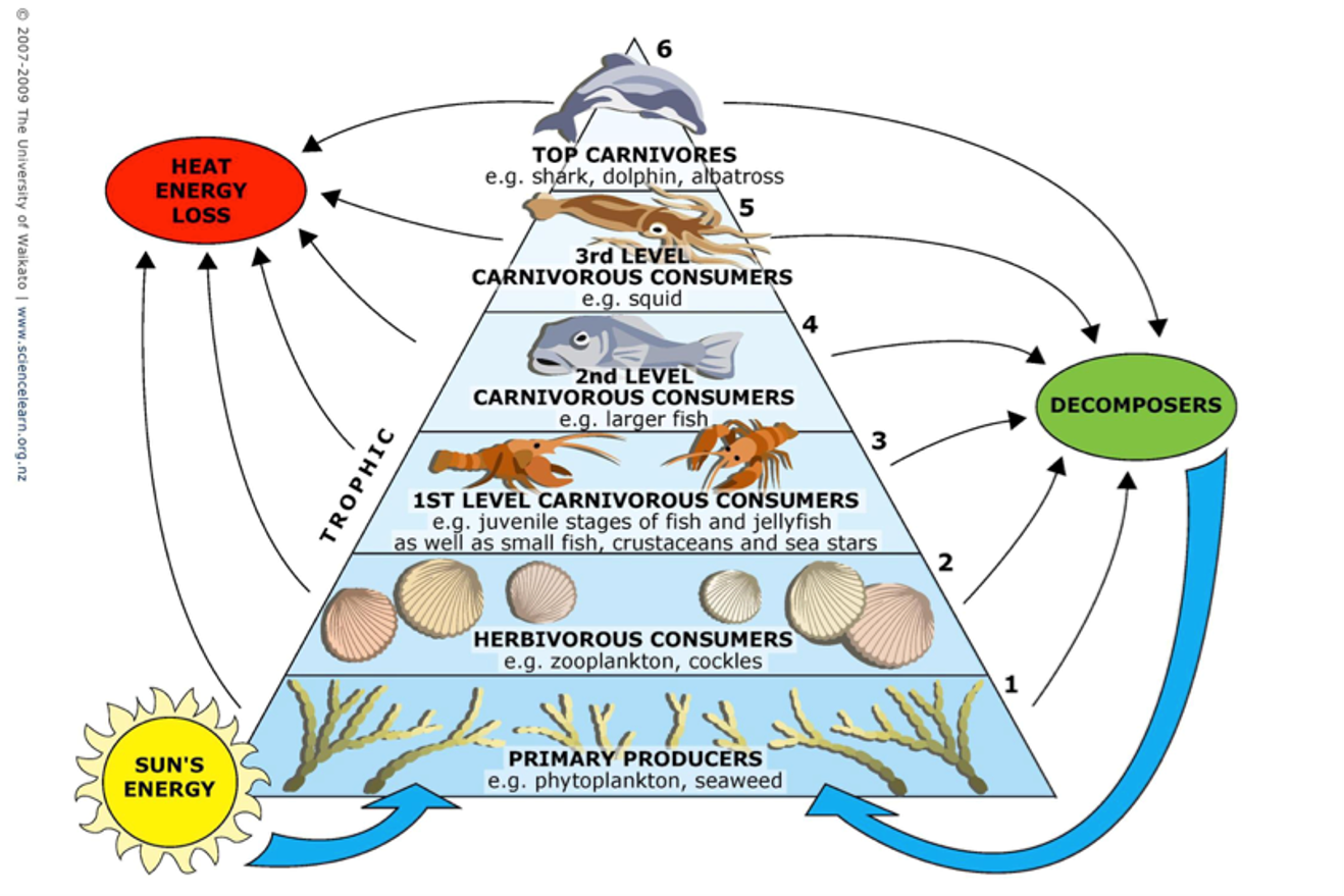 Marine food web diagram showing the six trophic levels: seawater, phytoplankton, zooplankton, small fish, dolphin, and apex predator