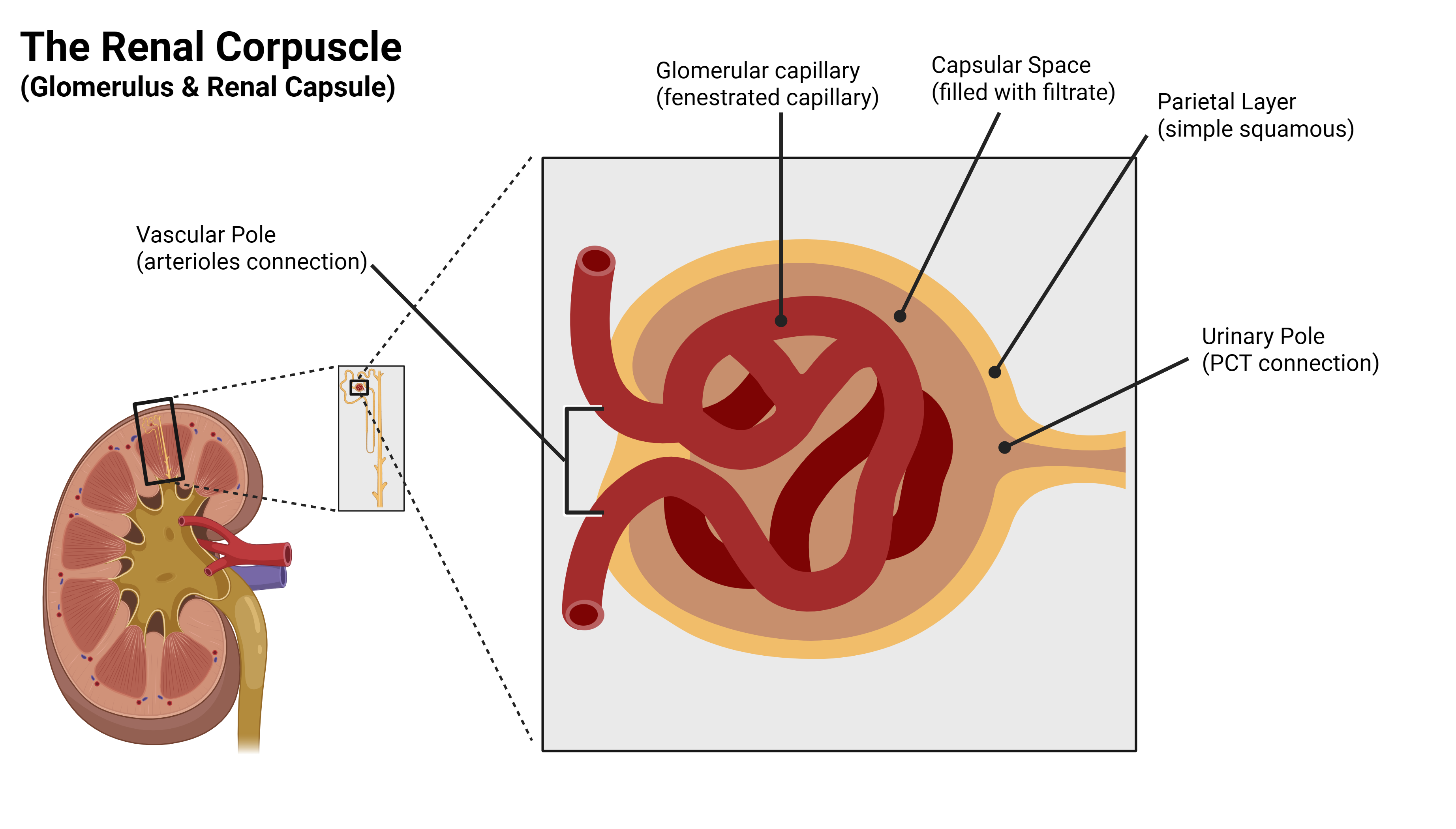 Renal corpuscle close-up showing glomerular capillaries, capsular space, parietal layer, vascular pole, urinary pole.